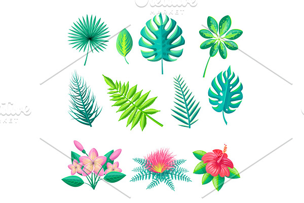 Leaves and Flowers Collection Vector Illustration