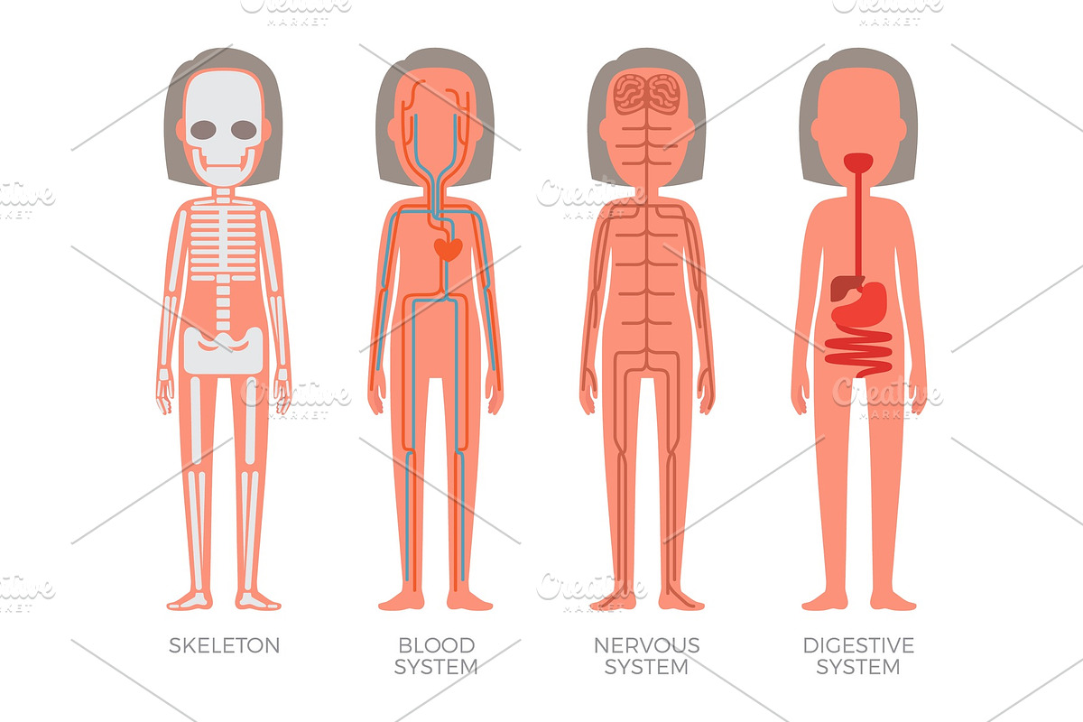 Skeleton Blood Nervous and Digestive Systems Build in Illustrations - product preview 8