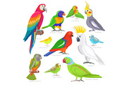Parrot vector parrotry character and tropical bird or cartoon exotic macaw in tropics illustration set of colorful birdie isolated on white background