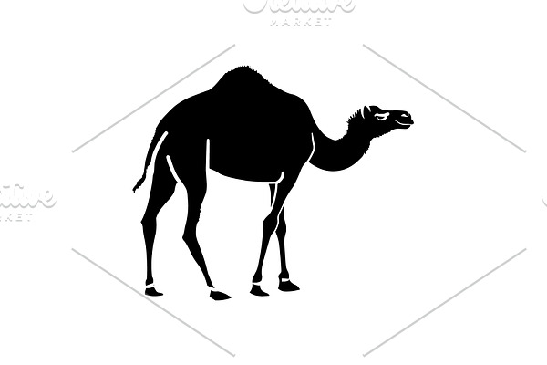 Camel vector icon black on white 