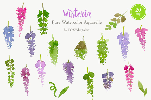 Watercolor Flowers Wisteria Clipart in Illustrations - product preview 1
