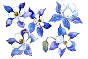 Blue aquilegia flower PNG watercolor