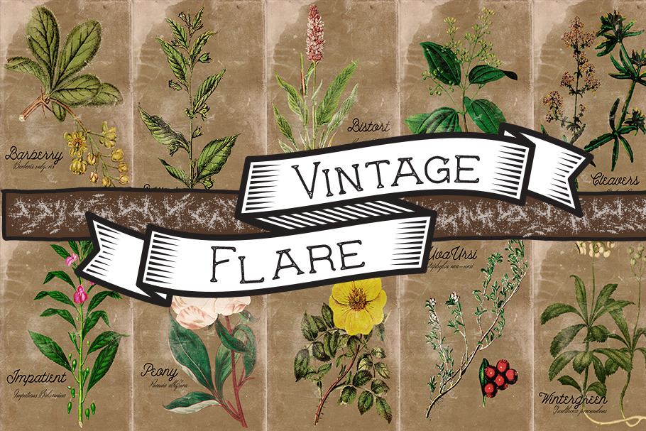 Vintage Plant Illustrations Antique5 in Illustrations - product preview 8