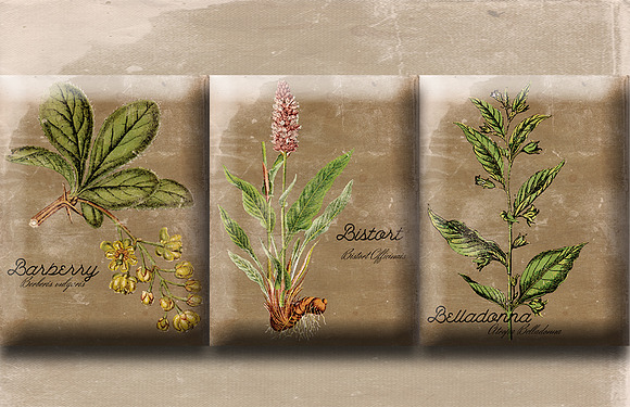 Vintage Plant Illustrations Antique5 in Illustrations - product preview 5