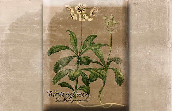 Vintage Plant Illustrations Antique5 in Illustrations - product preview 8