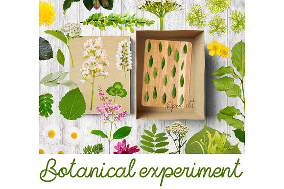 BOTANICAL EXPERIMENT in Objects - product preview 1