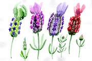 Colorful summer lavender PNG set