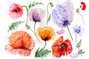 Sweet flowers colorful poppy PNG set