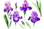 Cool purple irises PNG watercolor