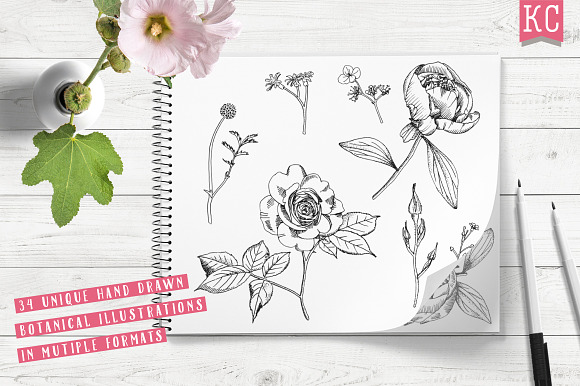 Vector Botanical Illustrations in Illustrations - product preview 1