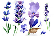 Purple lavender flowers  PNG set
