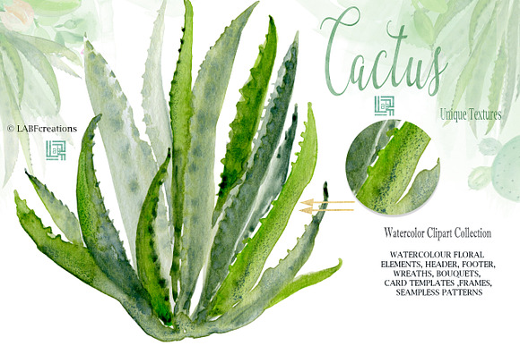 Cactus & Aloe Watercolor flowers in Illustrations - product preview 3