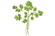 Cilantro Pencil Drawing Isolated
