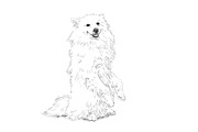 Drawing of spitz dog standing