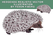 Hedgehog vector illustration