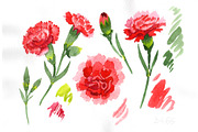 Red dianthus PNG watercolor flower s