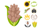 Cereal seeds grain product badge vector logo templates set natural plant muesli grainy organic porridge flour illustration.