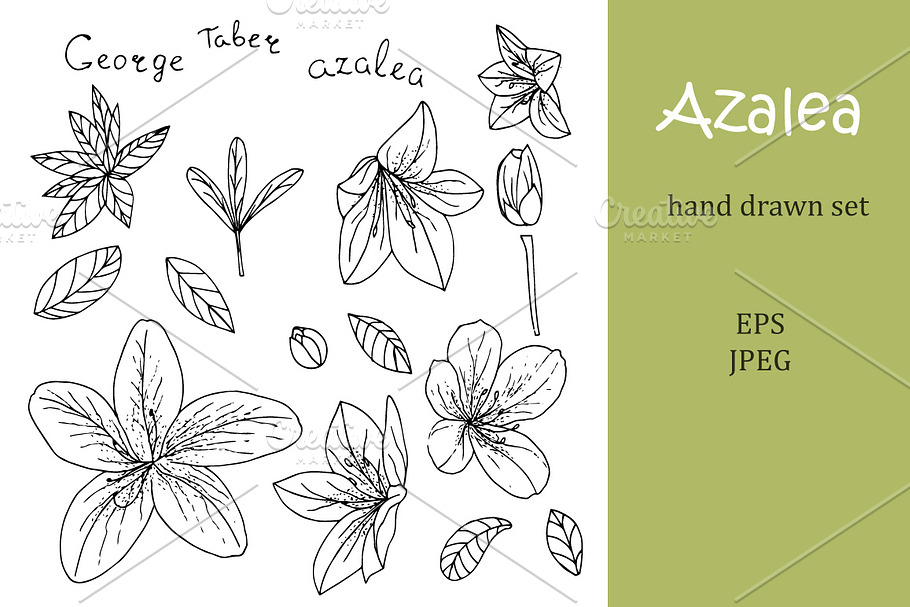 Azalea hand drawn elements set in Illustrations - product preview 8