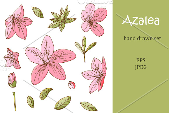 Azalea hand drawn elements set in Illustrations - product preview 1