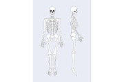 Skeletal System of Human Body Vector Illustration
