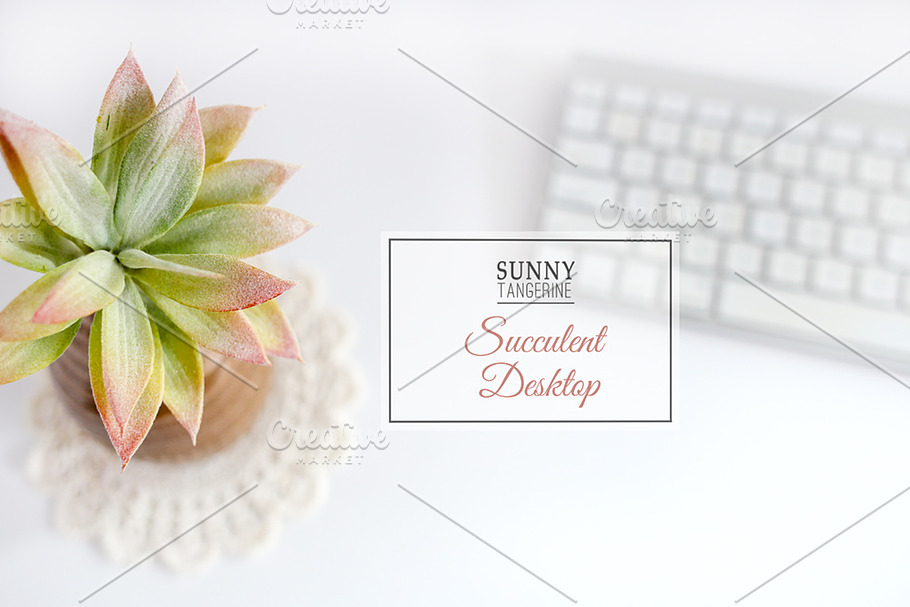 Stock Photo - Succulent Desktop