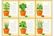 Mint and Parsley Collection Vector Illustration