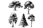 Vector tree sketch hand drawn style types green forest pine treetops collection of birch, cedar and acacia or greenery garden with palm and sakura illustration isolated on background