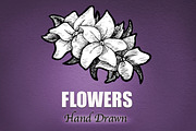 Flowers - Hand Drawn
