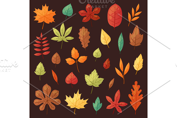 Autumn leaf vector autumnal leaves falling from fallen trees leafed oak and leafy maple or leafing foliage illustration fall of leafage set with leafage isolated on background