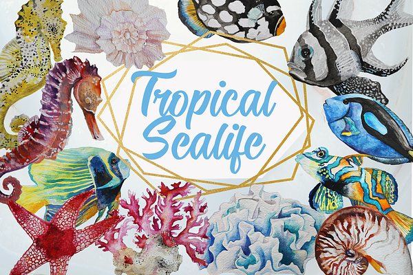 Tropical Sea Life