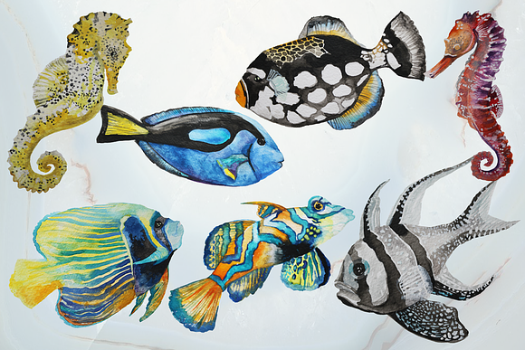 Tropical Sea Life in Illustrations - product preview 1