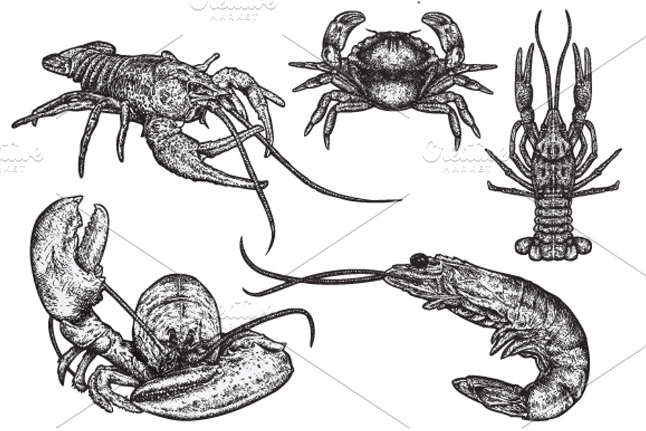 SHELLFISH - Hand Drawn in Illustrations - product preview 8