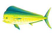 Common Dolphinfish