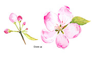 Watercolor Apple Blossoms Pink