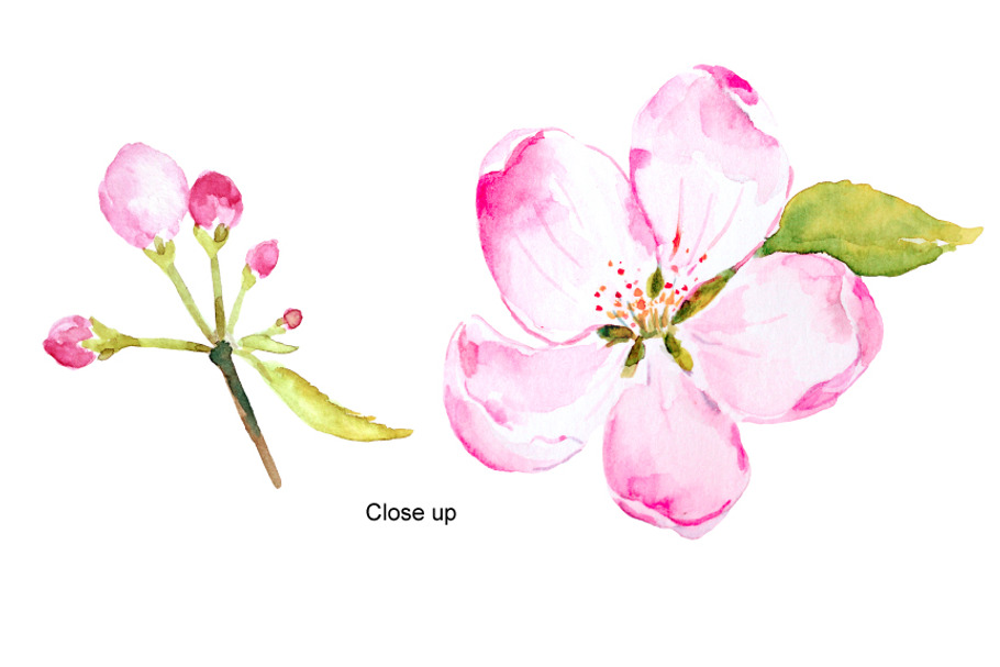 Watercolor Apple Blossoms Pink in Illustrations - product preview 8