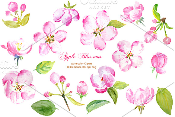 Watercolor Apple Blossoms Pink in Illustrations - product preview 1