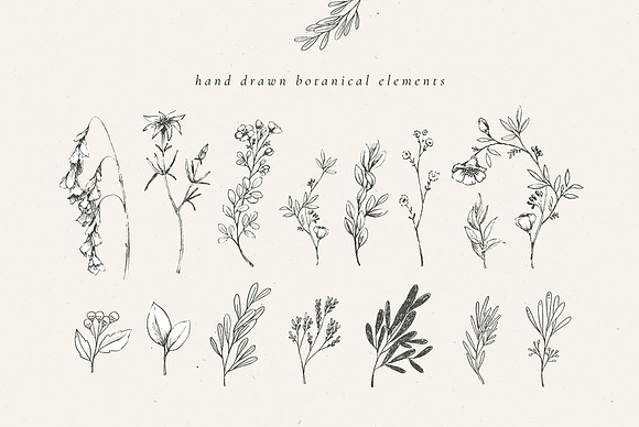 Country Botanicals & Monograms in Illustrations - product preview 13