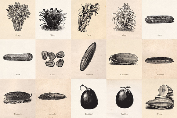Vintage Fruit Vegetables & Flowers in Objects - product preview 2