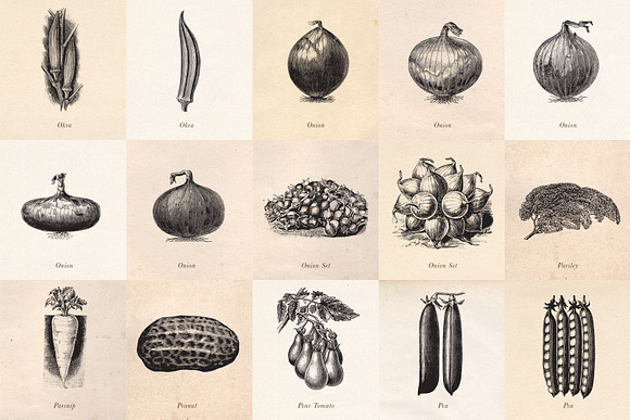Vintage Fruit Vegetables & Flowers in Objects - product preview 4