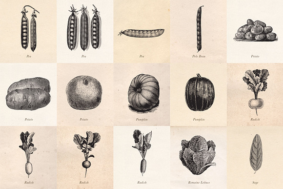 Vintage Fruit Vegetables & Flowers in Objects - product preview 5