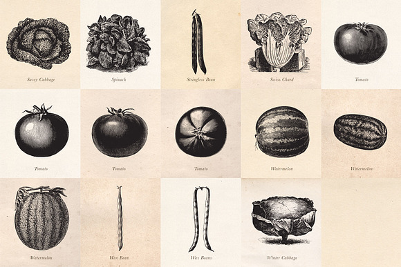 Vintage Fruit Vegetables & Flowers in Objects - product preview 6
