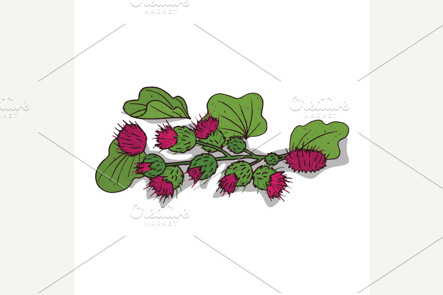 Isolated clipart Burdock in Illustrations - product preview 8