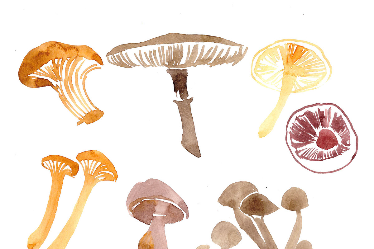 mushrooms watercolor in Illustrations - product preview 8
