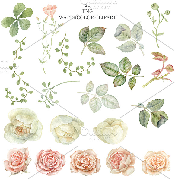 Watercolor blush flowers. in Illustrations - product preview 1