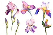 Gently purple irises PNG watercolor 