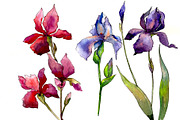 Red and purple irises flowers PNG