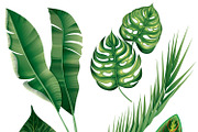 Realistic Tropical Plants Set