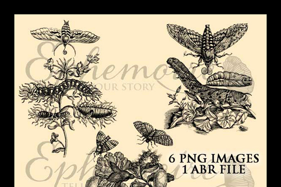 Vintage Botanical Photoshop Brushes in Photoshop Brushes - product preview 8