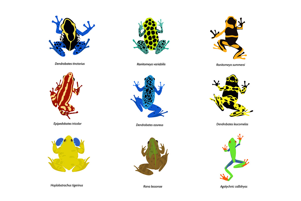Set of different frogs, flat design. in Illustrations - product preview 8