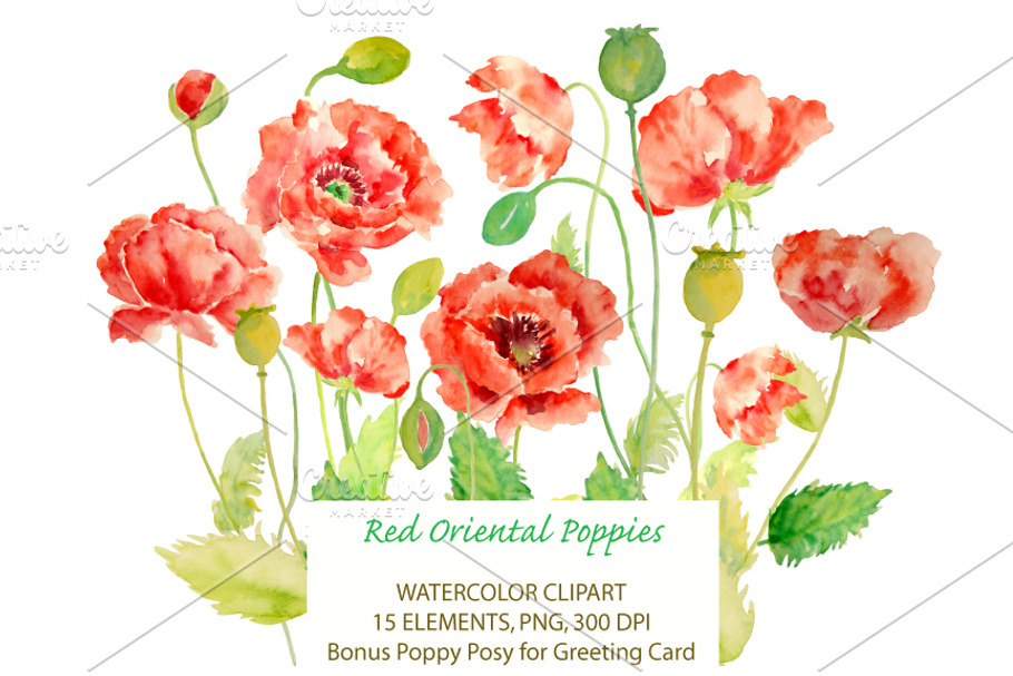 Watercolor Oriental Red Poppies in Illustrations - product preview 8